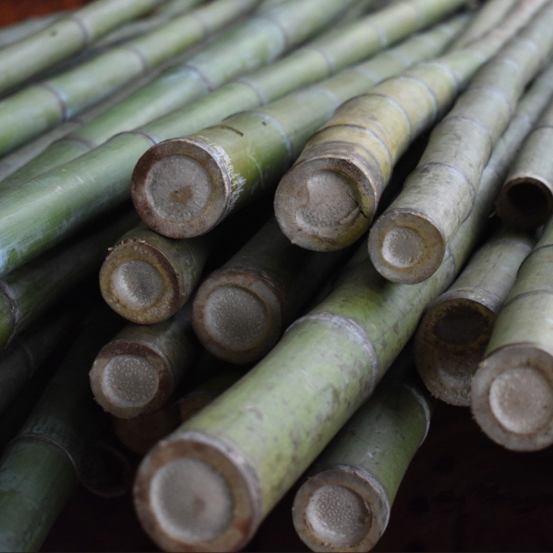 cañas de bambú maduras
